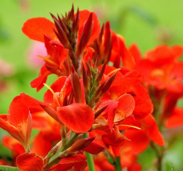 Toucan® Scarlet Canna Lily flower