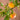 Garden Gold Miniature Peach Tree