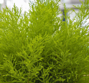 Wilma Goldcrest Lemon Cypress
