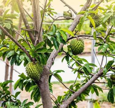 Soursop Tree