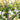 Soursop Tree