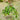 Cold Hardy Avocado Tree