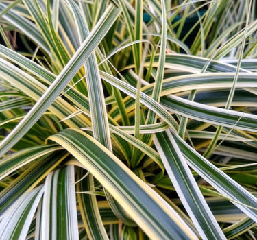 Carex Feather Falls Grass