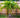 Spindle Palm Tree