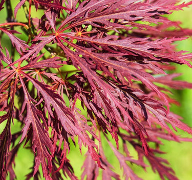 Inaba Shidare Japanese Maple