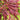 Inaba Shidare Japanese Maple