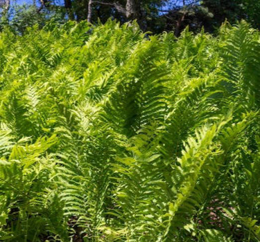 Ostrich Fern