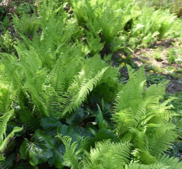 Ostrich Fern