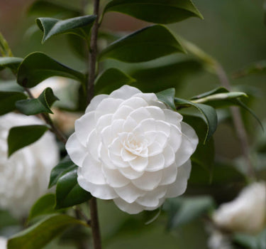 Sea Foam Camellia