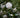 Sea Foam Camellia
