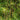 Alphonse Karr Bamboo