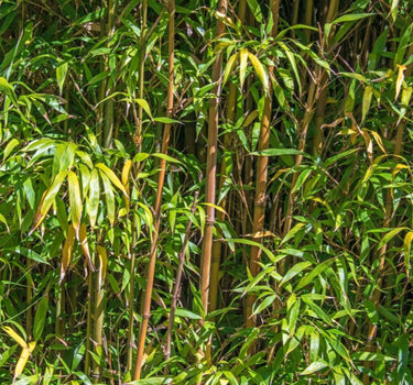 Alphonse Karr Bamboo