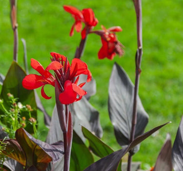 Toucan® Scarlet Canna Lily