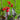 Toucan® Scarlet Canna Lily