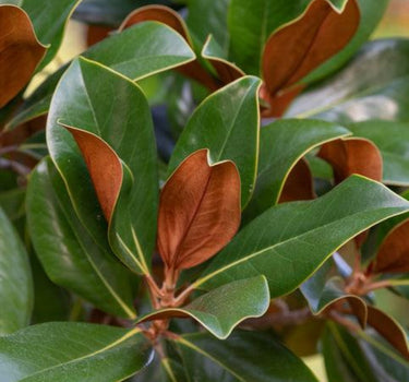 Teddy Bear Southern Magnolia foliage