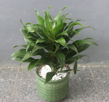 Janet Craig Dracaena