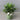 Janet Craig Dracaena
