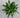 Janet Craig Dracaena