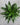 Janet Craig Dracaena