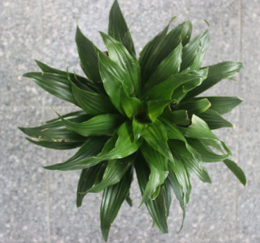 Janet Craig Dracaena