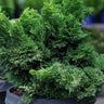 Dwarf Hinoki Cypress Tree