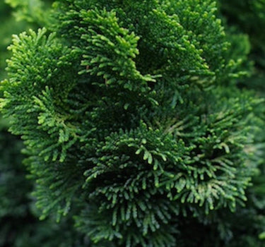 Dwarf Hinoki Cypress Tree