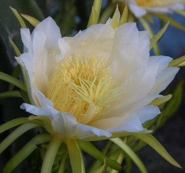 Dragon Fruit
