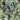 Japanese Painted Fern