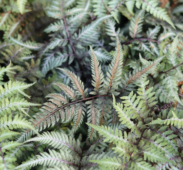 Japanese Painted Fern