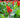 Toucan® Scarlet Canna Lily