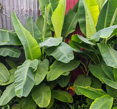 Ice Cream Banana Tree