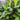 Ice Cream Banana Tree