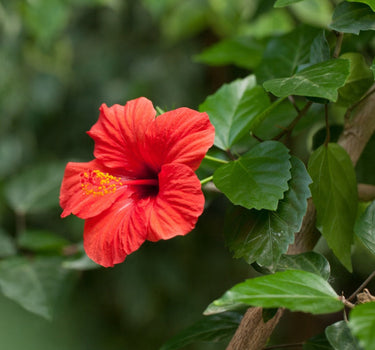 Hibiscus Tree