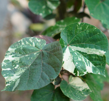 Variegated Hibiscus Tiliaceus