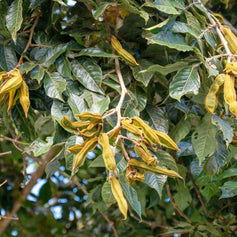 Ice Cream Bean Tree