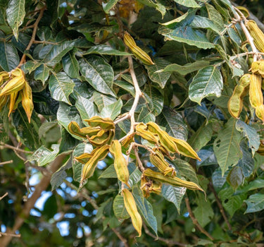 Ice Cream Bean Tree