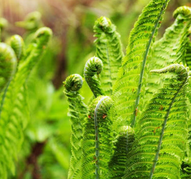 Ostrich Fern