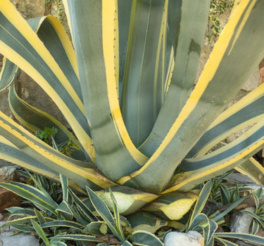 Agave Americana 'Variegata'