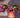 Christmas Cactus