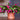 Christmas Cactus