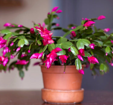 Christmas Cactus