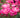Pink Double Knock Out® Rose