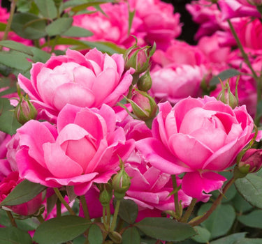 Pink Double Knock Out® Rose