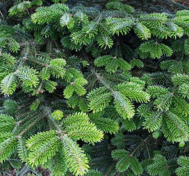 Fraser Fir