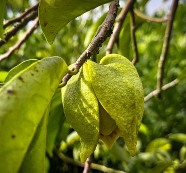 Soursop Tree