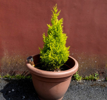 Wilma Goldcrest Lemon Cypress