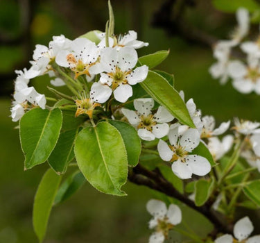 D'Anjou Pear Tree flowers