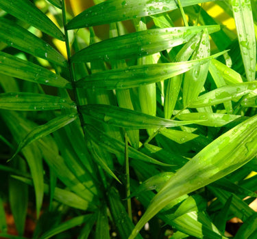 Hawaiian Kentia Palm