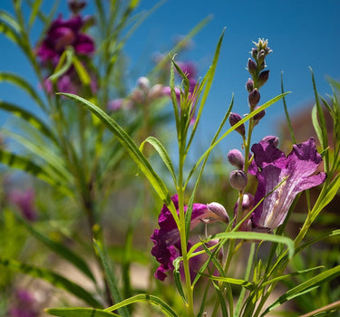 Bubba Jones Desert Willow Tree