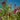 Bubba Jones Desert Willow Tree